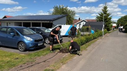 Hackplantering 1